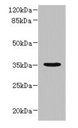 Invitrogen NUBPL Polyclonal Antibody 100 μg; Unconjugated:Antibodies,