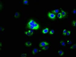 Invitrogen CAPNS2 Polyclonal Antibody 100 &mu;g; Unconjugated:Antibodies,