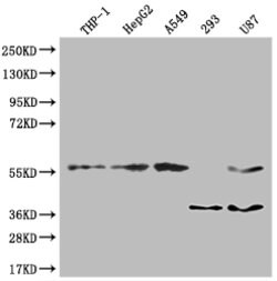Invitrogen TSNARE1 Polyclonal Antibody 100 μg; Unconjugated:Antibodies,