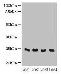 C4orf33 Polyclonal Antibody:Antibodies, Polyclonal