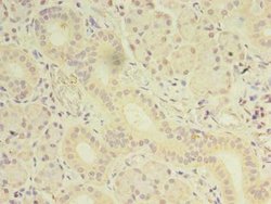 Invitrogen OSR2 Polyclonal Antibody 100 &mu;g; Unconjugated:Antibodies,