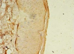 Invitrogen OSR2 Polyclonal Antibody 100 &mu;g; Unconjugated:Antibodies,