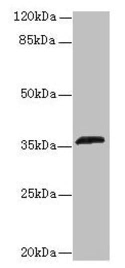 Invitrogen OR2L13 Polyclonal Antibody 100 μg; Unconjugated:Antibodies,