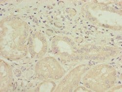 Invitrogen GALNT15 Polyclonal Antibody 100 &mu;g; Unconjugated:Antibodies,