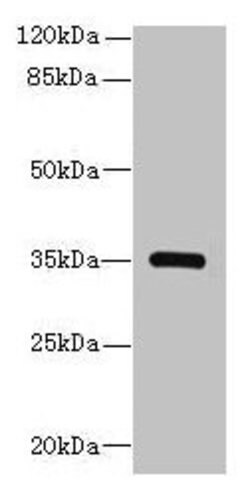 Invitrogen STX19 Polyclonal Antibody 100 μg; Unconjugated:Antibodies,