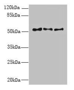 Invitrogen TRIML1 Polyclonal Antibody 100 &mu;g; Unconjugated:Antibodies,