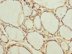 Invitrogen NEDD1 Polyclonal Antibody 100 &mu;L; Unconjugated:Antibodies,