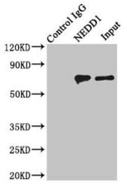 Invitrogen NEDD1 Polyclonal Antibody 100 &mu;L; Unconjugated:Antibodies,