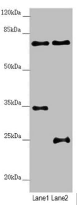 Invitrogen NEDD1 Polyclonal Antibody 100 &mu;L; Unconjugated:Antibodies,