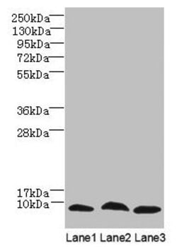Invitrogen C4orf3 Polyclonal Antibody 100 μg; Unconjugated:Antibodies,