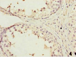 Invitrogen KBTBD7 Polyclonal Antibody 100 &mu;L; Unconjugated:Antibodies,
