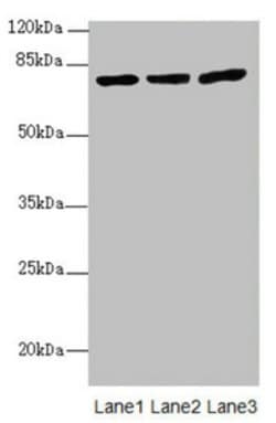 Invitrogen KBTBD7 Polyclonal Antibody 100 &mu;L; Unconjugated:Antibodies,