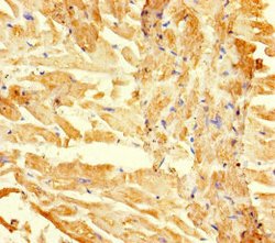 Invitrogen RGMA Polyclonal Antibody 100 μg; Unconjugated:Antibodies,