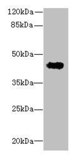 Invitrogen RPUSD4 Polyclonal Antibody 100 &mu;g; Unconjugated:Antibodies,