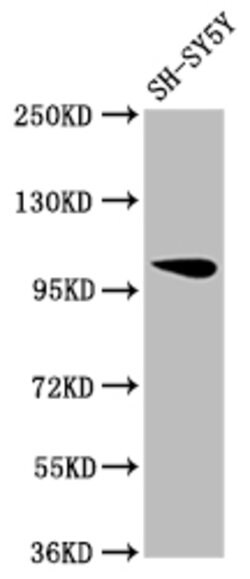 Invitrogen VPS39 Polyclonal Antibody 100 &mu;g; Unconjugated:Antibodies,