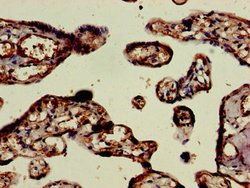 Invitrogen ELMO2 Polyclonal Antibody 100 μg; Unconjugated:Antibodies,