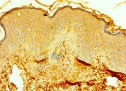 Invitrogen RMDN3 Polyclonal Antibody 100 &mu;L; Unconjugated:Antibodies,