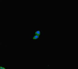 Invitrogen PLD6 Polyclonal Antibody 100 &mu;g; Unconjugated:Antibodies,