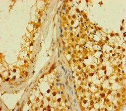Invitrogen PLD6 Polyclonal Antibody 100 &mu;g; Unconjugated:Antibodies,