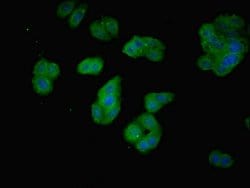 Invitrogen PDCL2 Polyclonal Antibody 100 &mu;g; Unconjugated:Antibodies,