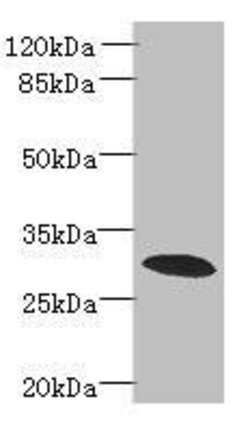 Invitrogen PDCL2 Polyclonal Antibody 100 &mu;g; Unconjugated:Antibodies,