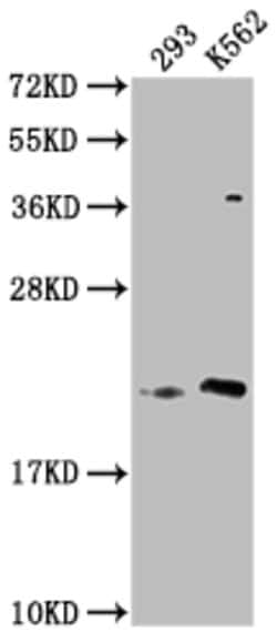 Invitrogen HDDC3 Polyclonal Antibody 100 μg; Unconjugated:Antibodies,
