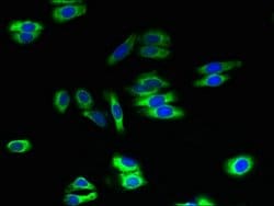 Invitrogen ATL2 Polyclonal Antibody 100 &mu;g; Unconjugated:Antibodies,