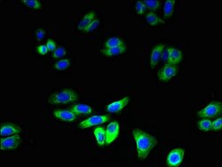 Invitrogen RNF128 Polyclonal Antibody 100 &mu;g; Unconjugated:Antibodies,