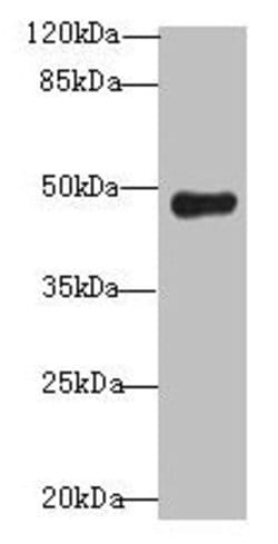 Invitrogen RNF128 Polyclonal Antibody 100 &mu;g; Unconjugated:Antibodies,