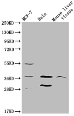 Invitrogen MRGPRX2 Polyclonal Antibody 100 &mu;g; Unconjugated:Antibodies,