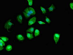 Invitrogen C22orf13 Polyclonal Antibody 100 &mu;g; Unconjugated:Antibodies,