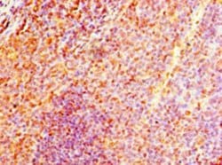 Invitrogen NMNAT3 Polyclonal Antibody 100 &mu;g; Unconjugated:Antibodies,