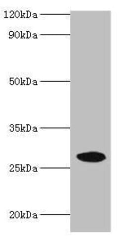 Invitrogen NMNAT3 Polyclonal Antibody 100 &mu;g; Unconjugated:Antibodies,