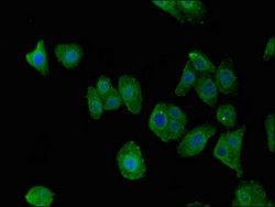Invitrogen C7orf31 Polyclonal Antibody 100 &mu;g; Unconjugated:Antibodies,