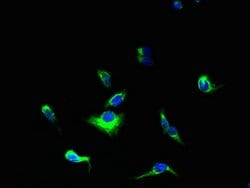 Invitrogen YIPF5 Polyclonal Antibody 100 &mu;g; Unconjugated:Antibodies,