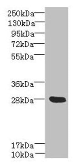 Invitrogen YIPF5 Polyclonal Antibody 100 &mu;g; Unconjugated:Antibodies,