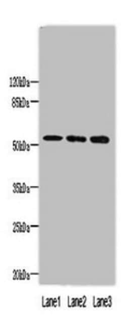 Invitrogen FAM63A Polyclonal Antibody 100 &mu;g; Unconjugated:Antibodies,