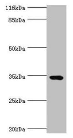 Invitrogen TMCO5A Polyclonal Antibody 100 &mu;g | Buy Online | Invitrogen&trade; | Fisher Scientific