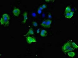 Invitrogen STOML3 Polyclonal Antibody 100 μg; Unconjugated:Antibodies,