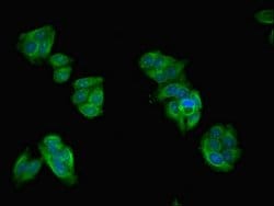 Invitrogen ASZ1 Polyclonal Antibody 100 &mu;g; Unconjugated:Antibodies,