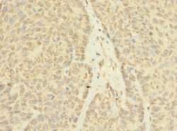 Invitrogen ASZ1 Polyclonal Antibody 100 &mu;g; Unconjugated:Antibodies,