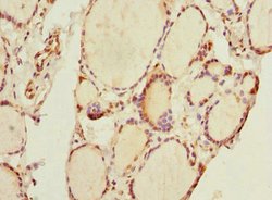 Invitrogen THRSP Polyclonal Antibody 100 &mu;L; Unconjugated:Antibodies,