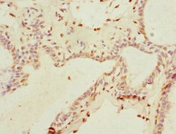 Invitrogen THRSP Polyclonal Antibody 100 &mu;L; Unconjugated:Antibodies,