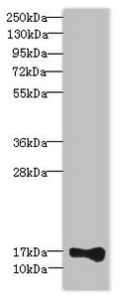 Invitrogen THRSP Polyclonal Antibody 100 &mu;L; Unconjugated:Antibodies,