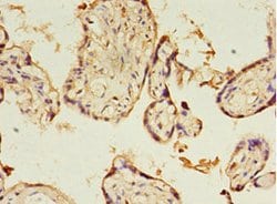 Invitrogen KIAA1191 Polyclonal Antibody 100 &mu;g; Unconjugated:Antibodies,