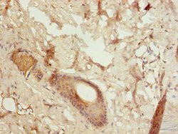 Invitrogen Galectin 12 Polyclonal Antibody 100 &mu;g; Unconjugated:Antibodies,