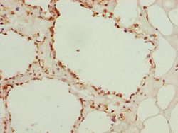 Invitrogen Galectin 12 Polyclonal Antibody 100 &mu;g; Unconjugated:Antibodies,