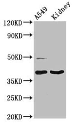 Invitrogen Galectin 12 Polyclonal Antibody 100 &mu;g; Unconjugated:Antibodies,