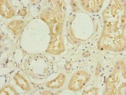 Invitrogen L3HYPDH Polyclonal Antibody 100 &mu;g; Unconjugated:Antibodies,