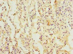 Invitrogen L3HYPDH Polyclonal Antibody 100 &mu;g; Unconjugated:Antibodies,